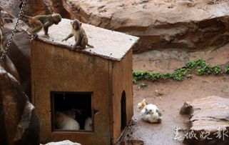 动物园猴山现鼠患 工作人员请来 猫保安