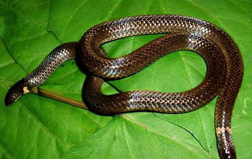 自然界中的两头蛇 该蛇能倒着爬行,以便受攻击时用头部反击