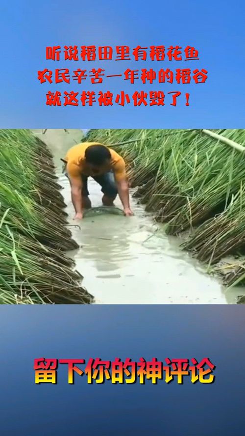 听说稻田里有稻花鱼,农民辛苦一年种的稻谷,就这样被小伙毁了 