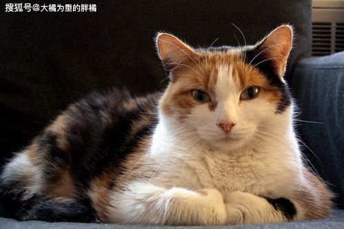 猫白血病不能被完全治愈,3个可怕之处让你知道猫咪也很 脆弱