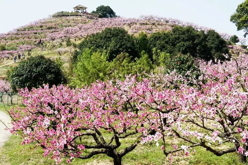 冬去了春来,梦醒了花开