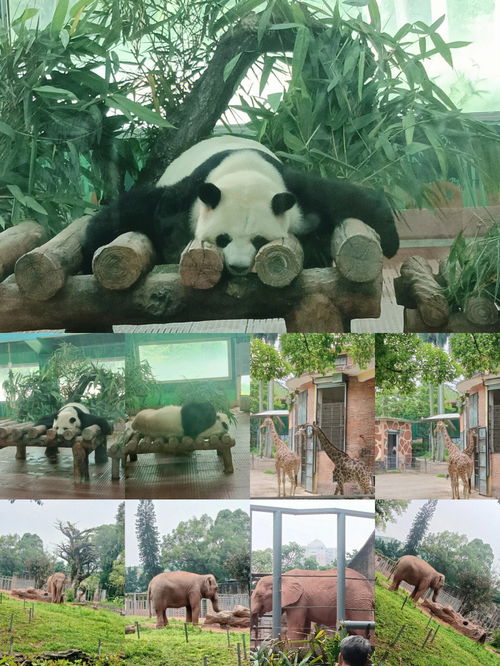 广州动物园真的不建议去 