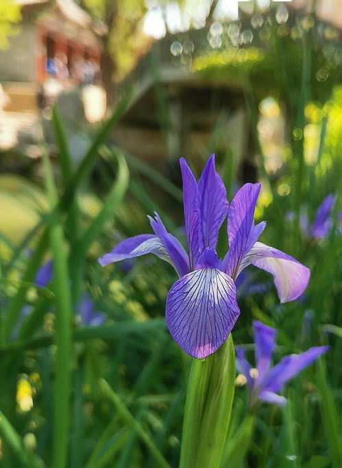 鸢尾花 蓝色蝴蝶飞了起来