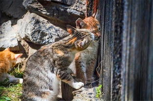 猫咪从野外带回来一个小伙伴,主人看到真面目直呼 太惊喜