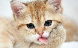 小猫可以吃草莓吗,三个月的小猫可以吃草莓吗