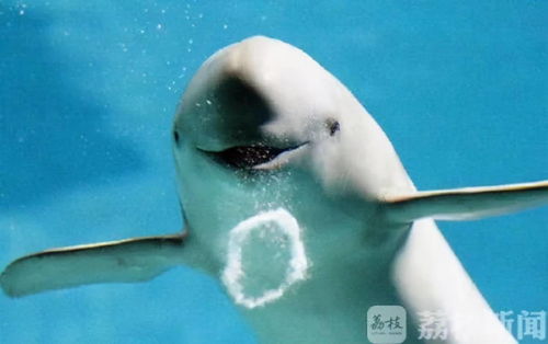 正式公布 长江江豚升级为一级保护动物