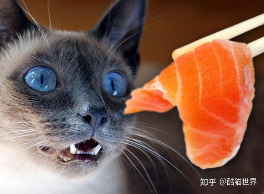 猫咪护理 系列七之猫咪吃了会中毒的十二种食物 