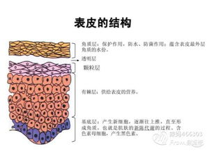 激素脸好转后的反应,激素脸修复的好转反应