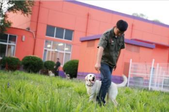 图 重庆专业狗狗寄训学校 科学训练宠物 派多格训犬中心 重庆宠物服务 