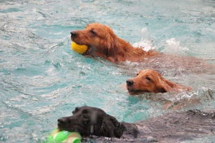 今天天气很适合带狗狗去游泳,在广州有什么好介绍 