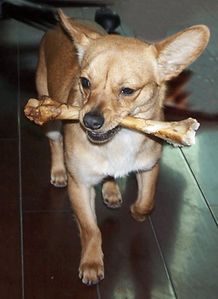 你知道狗狗为什么,总是把骨头偷偷藏起来一个人吃吗 