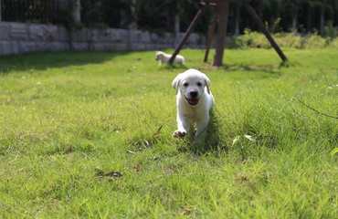 出售宠物狗纯种拉布拉多犬活体家养中型犬有偿领养