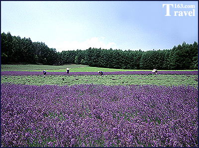 日本田园画 在草原花丛中追逐浪漫 