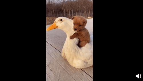 小狗狗抱着鸭鸭取暖,画面萌化网友 太可爱了,我也想抱