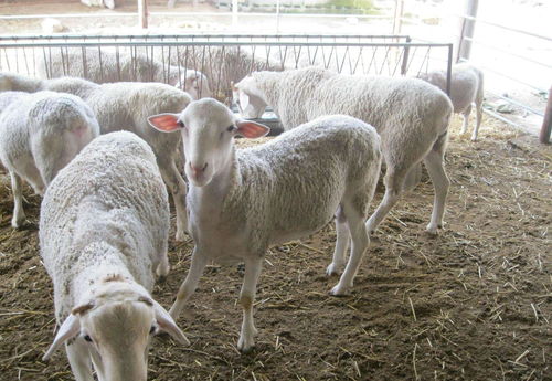 颗粒饲料养羊如何搭配 值得养羊户收藏 