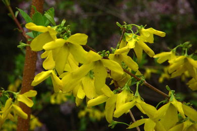 四个花瓣是什么花