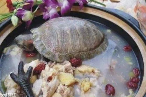 乌龟汤怎么做呢 乌龟汤有什么好处呢