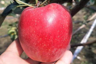 鲁丽苹果品种介绍,苹果最新品种鲁丽苹果怎样，有发展前途吗？