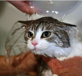 猫咪用什么香波,猫咪洗澡用什么香波