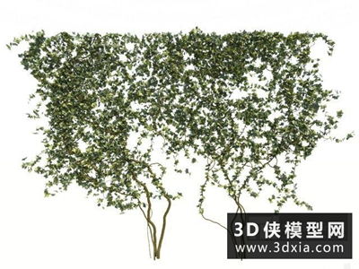 爬山虎国外3D模型 