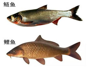 鲢鱼，鲤鱼与鲢鱼的区别在哪里