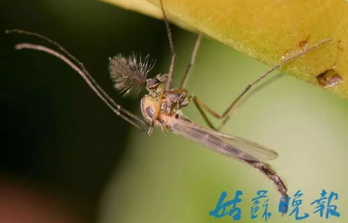 太吓人了 独墅湖边惊现几公里长蚊子群 专家看了这样说 