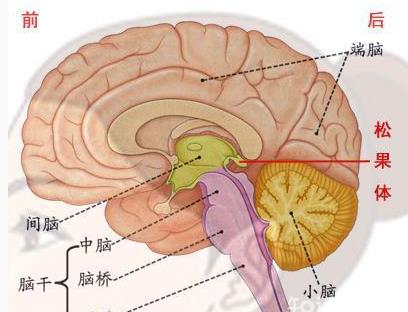 人类曾经有第三只眼 科学家的回答难以想象