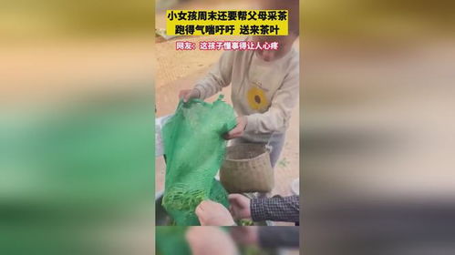 小女孩周末还要帮父母采茶,跑得气喘吁吁 送来茶叶,网友 这孩子懂事得让人心疼