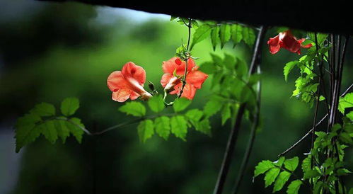 老少皆知励志歌,花期长又香还好养的花？