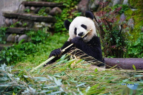 探访碧峰峡的大熊猫