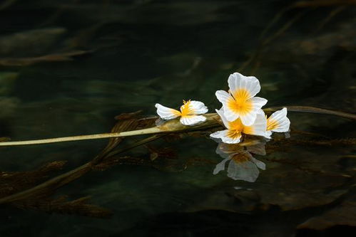 泸沽湖的水性杨花 又浪又仙,太美了