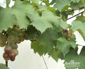 家庭种植葡萄的要点及注意事项,阳台花园：[5]家里怎么种葡萄，葡萄种植方法