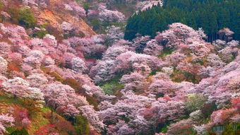 速报 2018日本樱花绽放时间表出来啦 飞机票买起