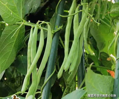 四季豆重茬根腐怎么办 四季豆黄叶的原因是什么 四季豆烂根防治用药有哪些