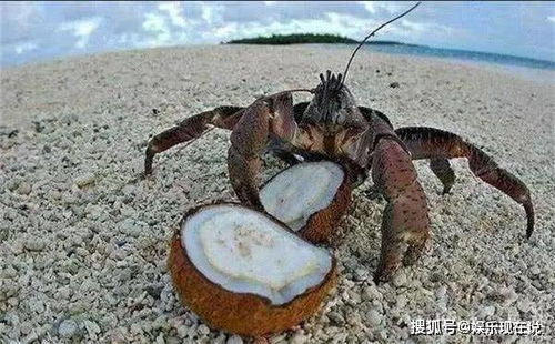 一只会爬树但扔水里会被淹死的螃蟹,本来没有天敌,直到遇见人类