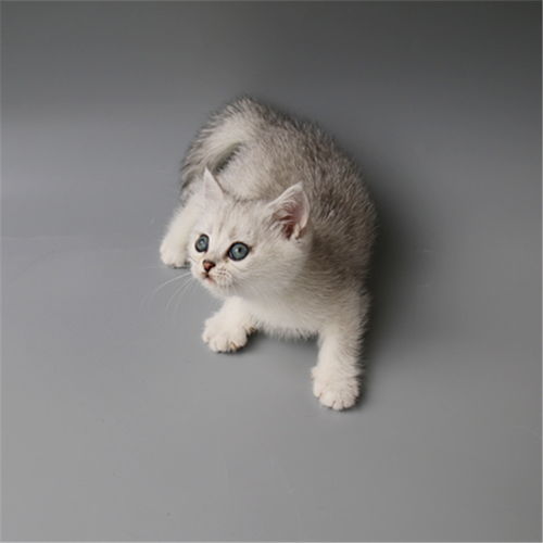 图 上海杨浦纯种双血银渐层一般多少钱 上海宠物猫 