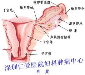 卵巢是什么样的 