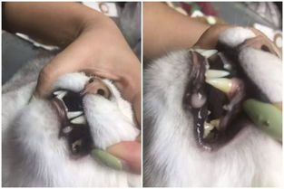 历时1个月的宠物洁牙粉博乐丹测评,毛球的牙齿咋样了