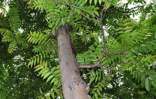 北方农村常见的臭椿树有什么用,农家小院门口经常见 