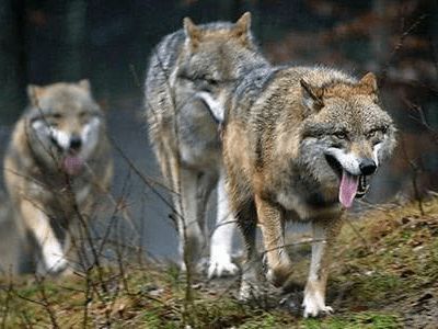 从小养到大的狼,真的会像狗狗一样忠诚吗 狼和狗还有这样的区别
