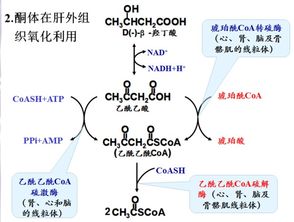 什么是酶?