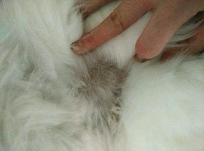 猫缺毛看不到皮屑,猫掉了一块毛 肉色正常