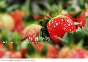 最爱草莓