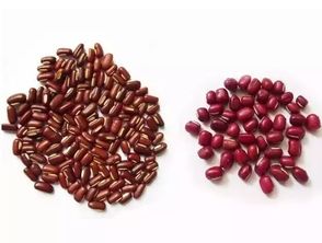 赤小豆和红小豆的区别在哪里,豆米和红豆的区别？