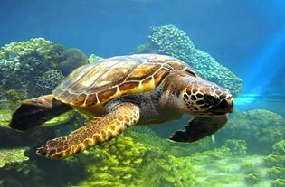 海龟能活多少年,最长寿的海龟能活多少年