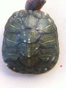巴西龟龟壳上有白斑怎么回事 
