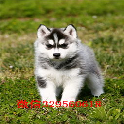 重庆哈士奇多少钱一只 哈士奇幼犬出售 黑白色哈士奇