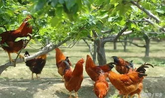 养殖必看 农村俗语 鸡是千天虫,再养就会穷 