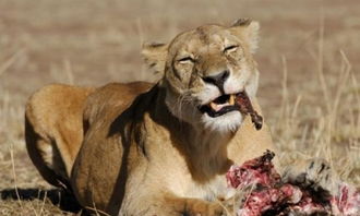 晒晒非洲草原上的凶悍食肉动物 