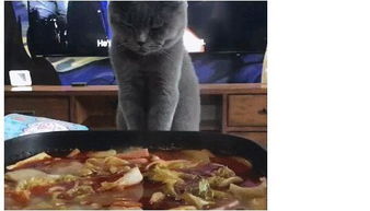 猫咪看着主人吃的火锅,口水都快流出来了 